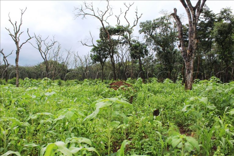 Collaboration with NFA to restore part of Bugoma Central Forest Reserve (CFR)